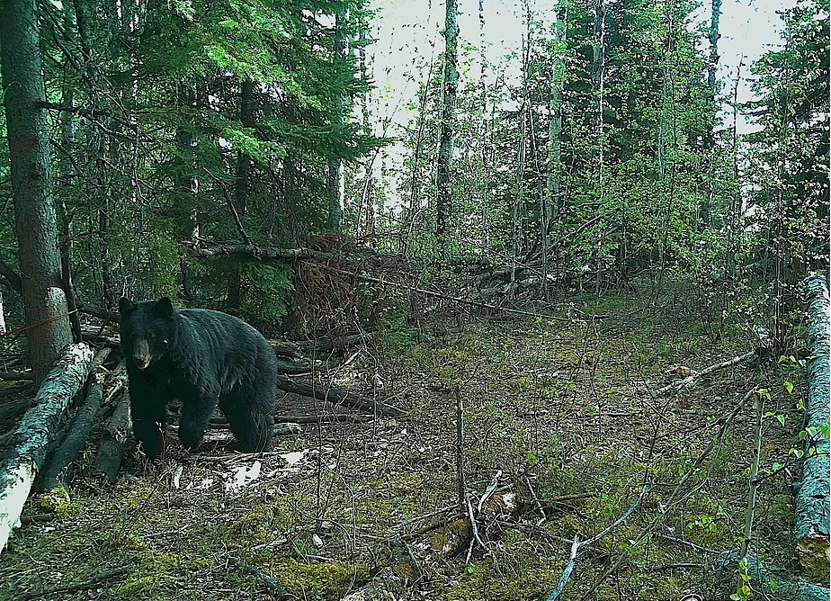 Beaver City Bear Hunts